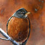 Early Spring Robin