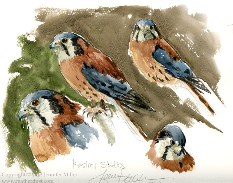 Kestrel Sketches/Studies