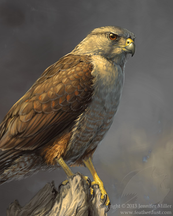 Ridgway's Hawk by Nambroth