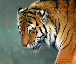 Distant Thought - Amur Tiger