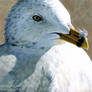 Ring-Billed Gull