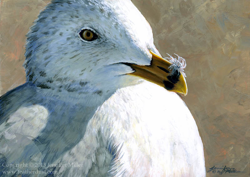 Ring-Billed Gull