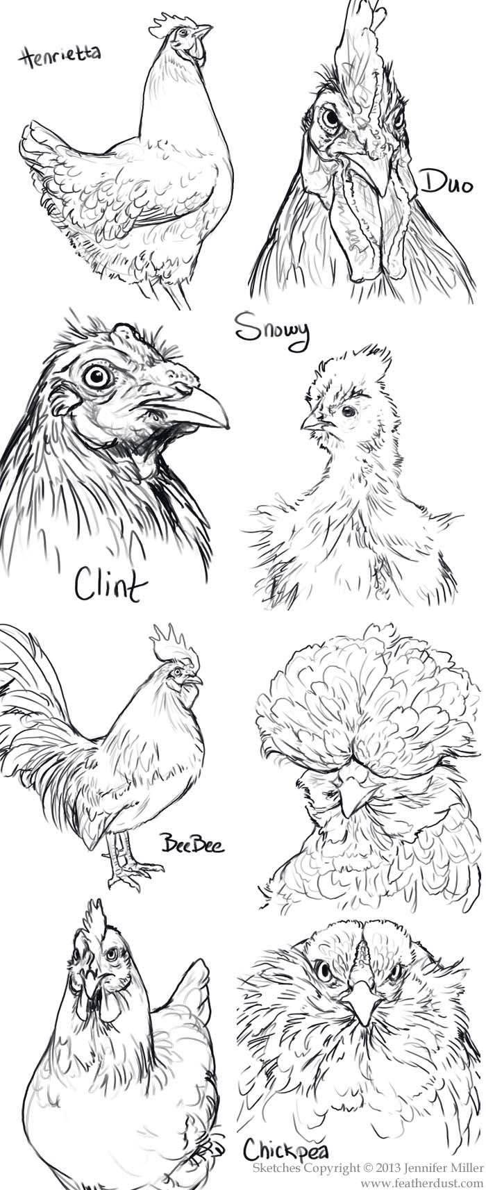 Курица скетч