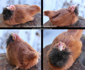 Mini Derperella the chicken (1)