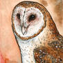 Barn Owl Miniture Painting