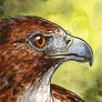 Red-Tailed Hawk Miniture Painting
