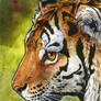 Amur Tiger Miniture Painting