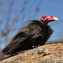 Quinn, the Turkey Vulture