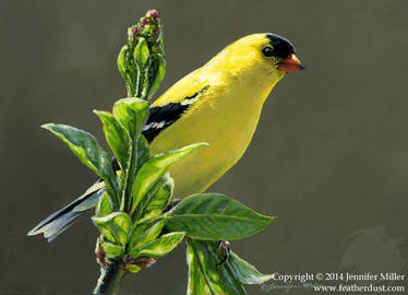 Spring Goldfinch