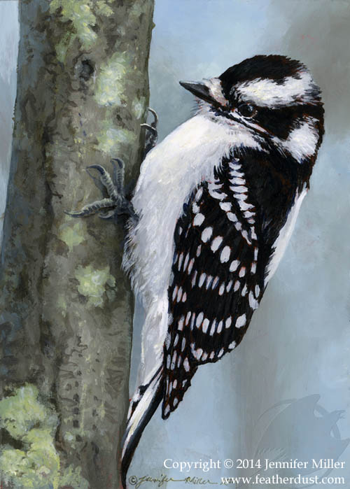 Female Downy Woodpecker