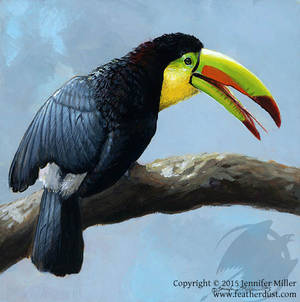 Toucan Sunbath - Keel-Billed Toucan