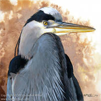 Great Blue Heron Portrait