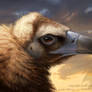 Cinereous Vulture