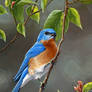 Little Bluebird