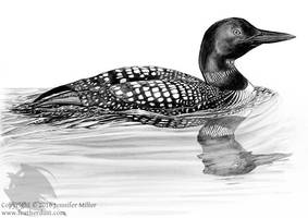 Common Loon, Companion Species 2016/17 FDS