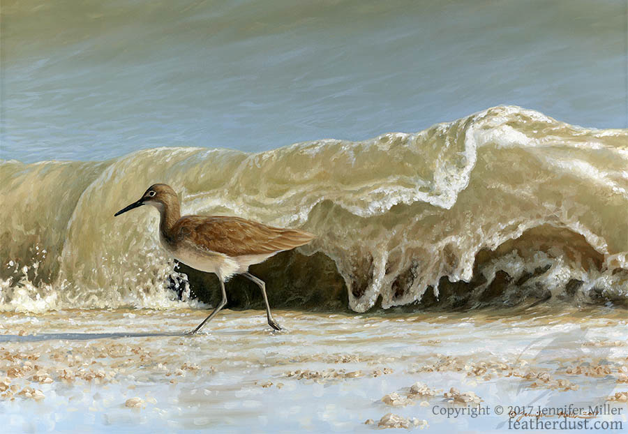Willet - Here Comes Another!
