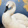 Tundra Swan Portrait