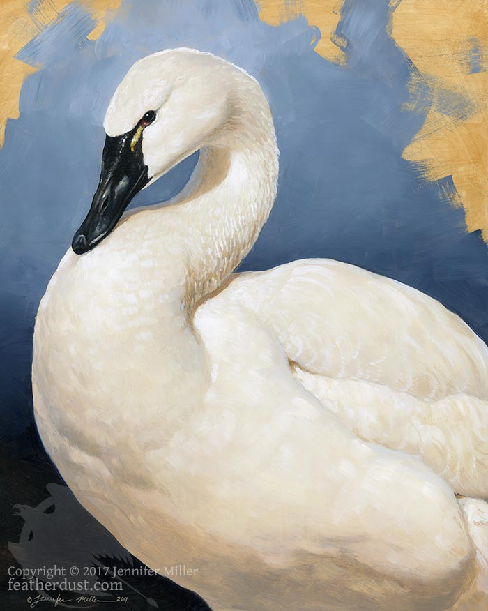 Tundra Swan Portrait