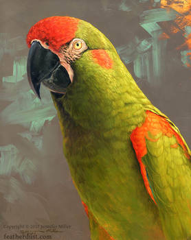 Red-Fronted Macaw