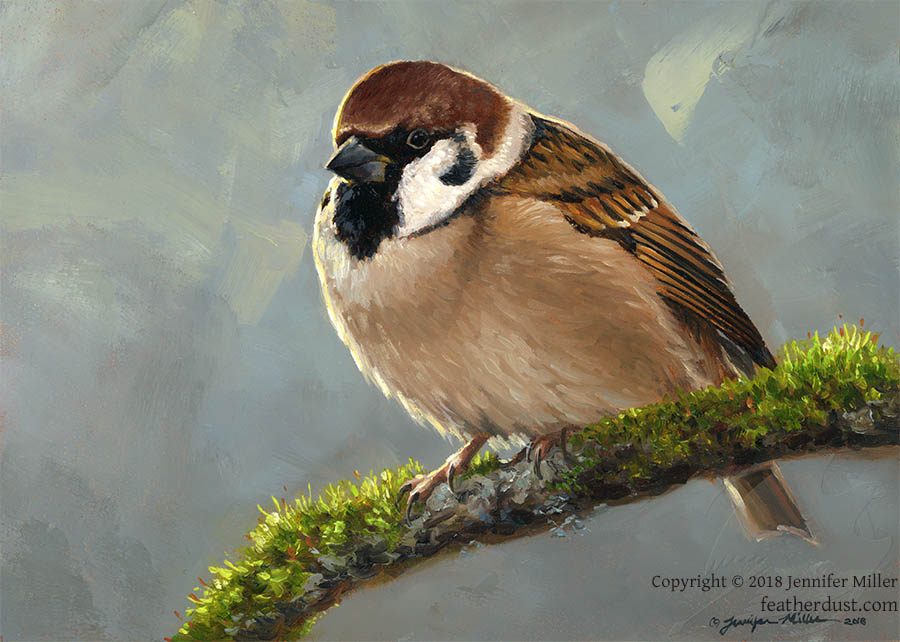 Eurasian Tree Sparrow