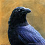 Banggai Crow