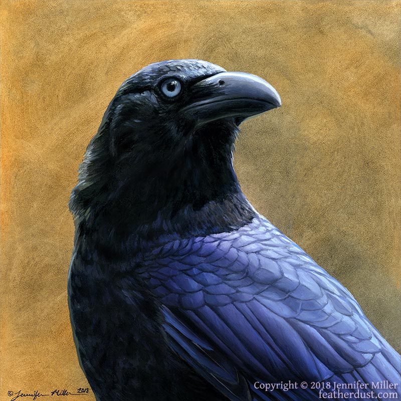 Banggai Crow by Nambroth