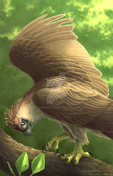 Philippine Eagle