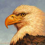 Keen Eye - Bald Eagle