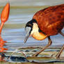The Bubble - African Jacana