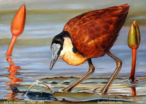 The Bubble - African Jacana