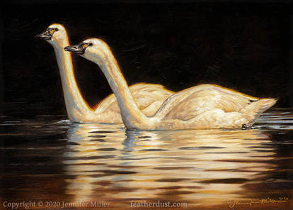 Two Lights on a Dark Water - Tundra Swans