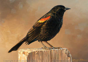 Frosty Morning - Red-winged Blackbird
