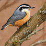 Diagonally - Red-breasted Nuthatch