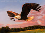 A Good Evening - Bald Eagle