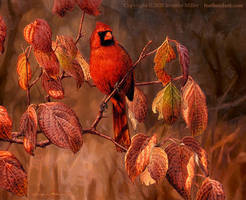 Northern Cardinal in Dogwood