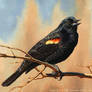 New Neighbor: Red-Winged Blackbird