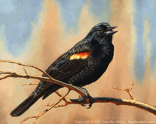 New Neighbor: Red-Winged Blackbird