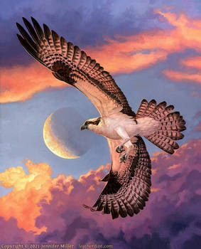 Crescent: Osprey