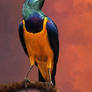 Regal: Golden-Breasted Starling