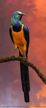 Regal: Golden-Breasted Starling