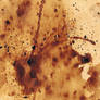 Coffee 9