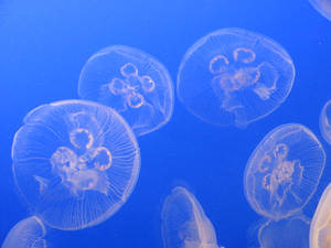 Jellyfish