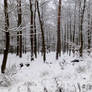 Zima w lesie 7
