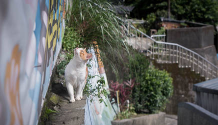 Houtong Cat Village, Taiwan