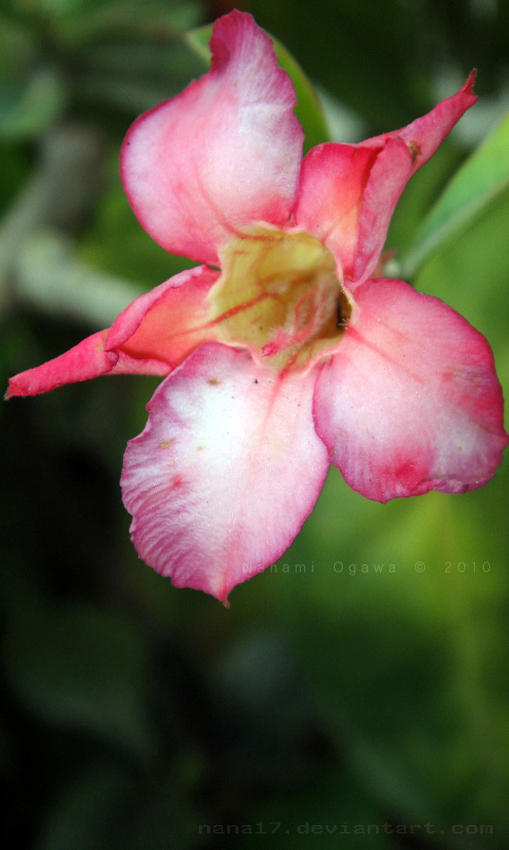 Calachuchi by marizreyes on DeviantArt