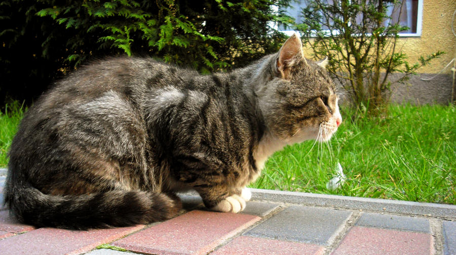 Devib Rue Cat Cat by Devinire on DeviantArt