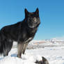 Black Wolf In Snow 1