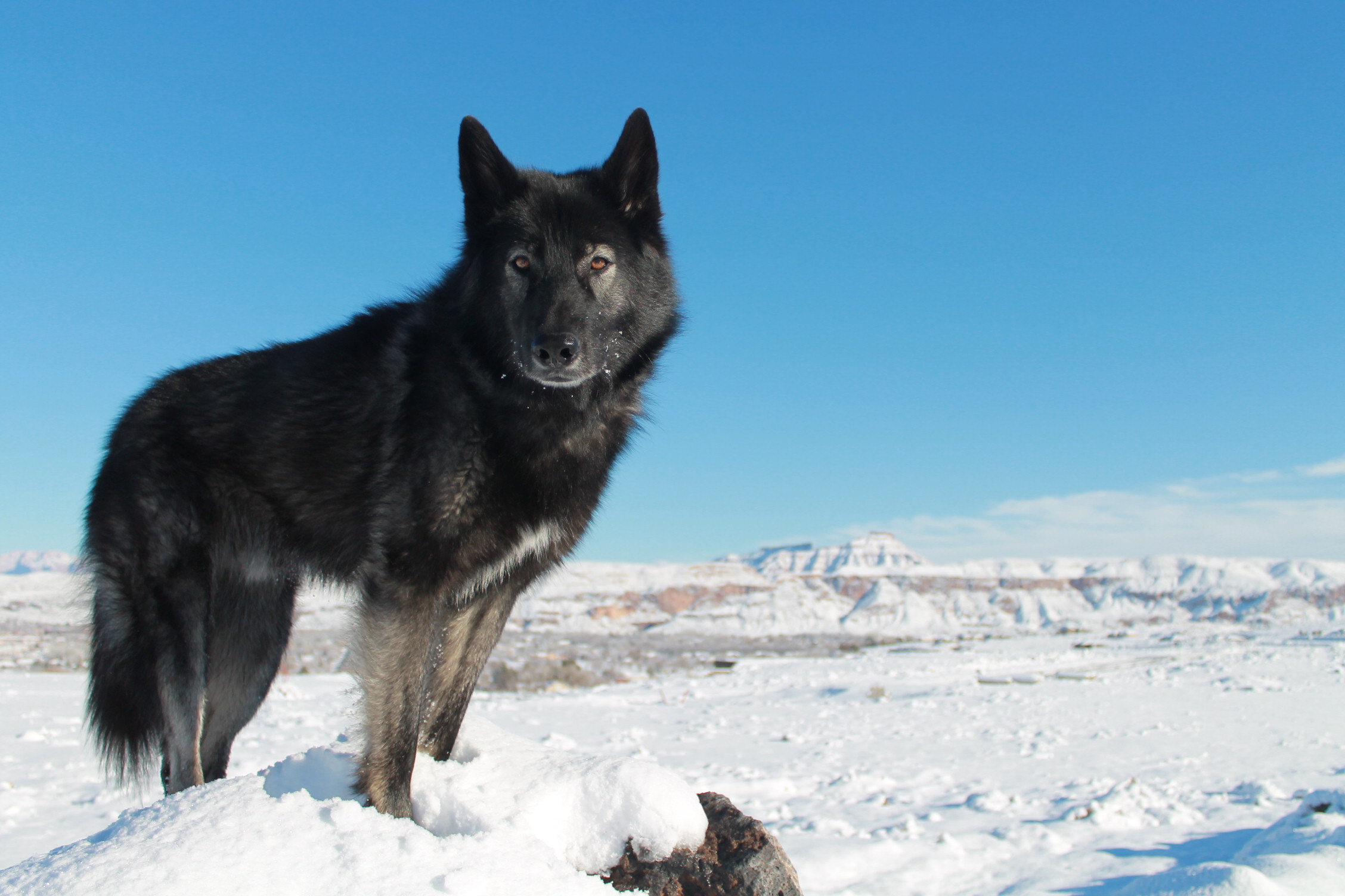 Black Wolf In Snow 1