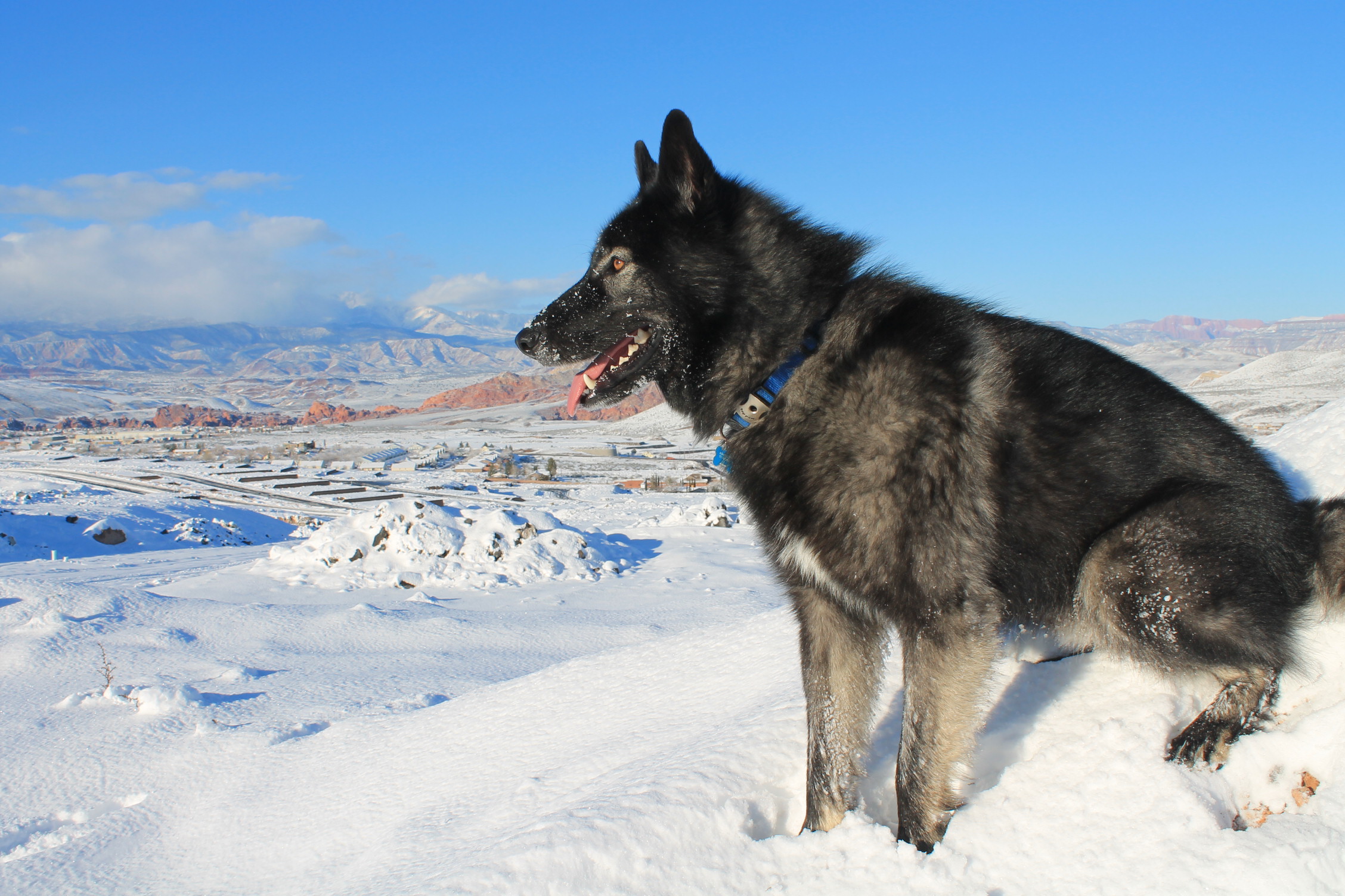 Black Wolf In Snow 4