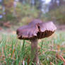 brownshroom